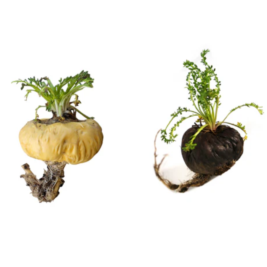 Maca Amarela vs. Maca Preta: Qual variedade é ideal para você?